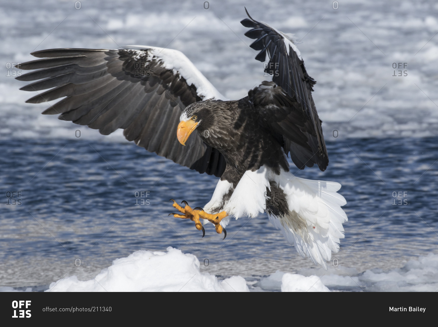 Steller's sea eagle hunting over ocean stock photo - OFFSET