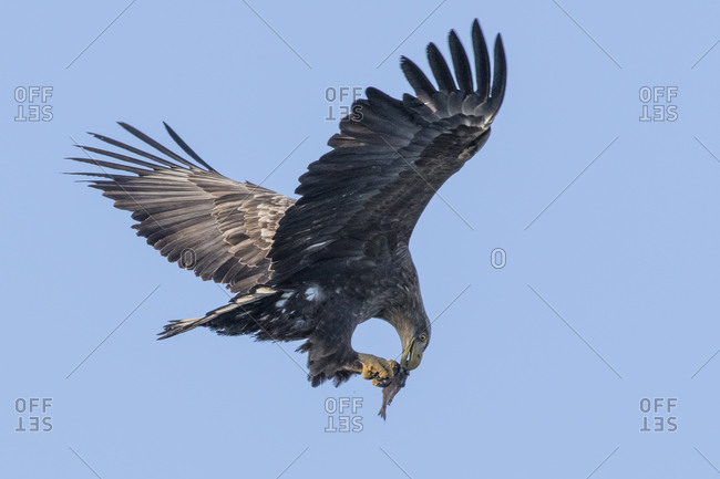 White-tailed eagle flying with fish in beak