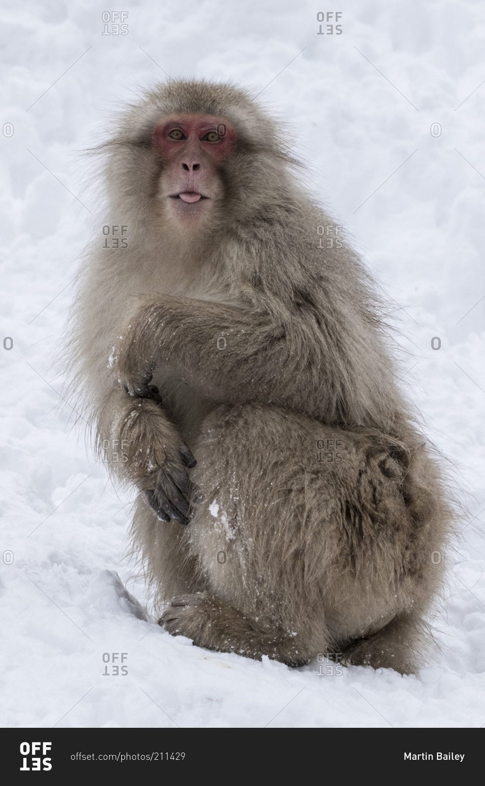 Japanese snow monkey standing in snow
