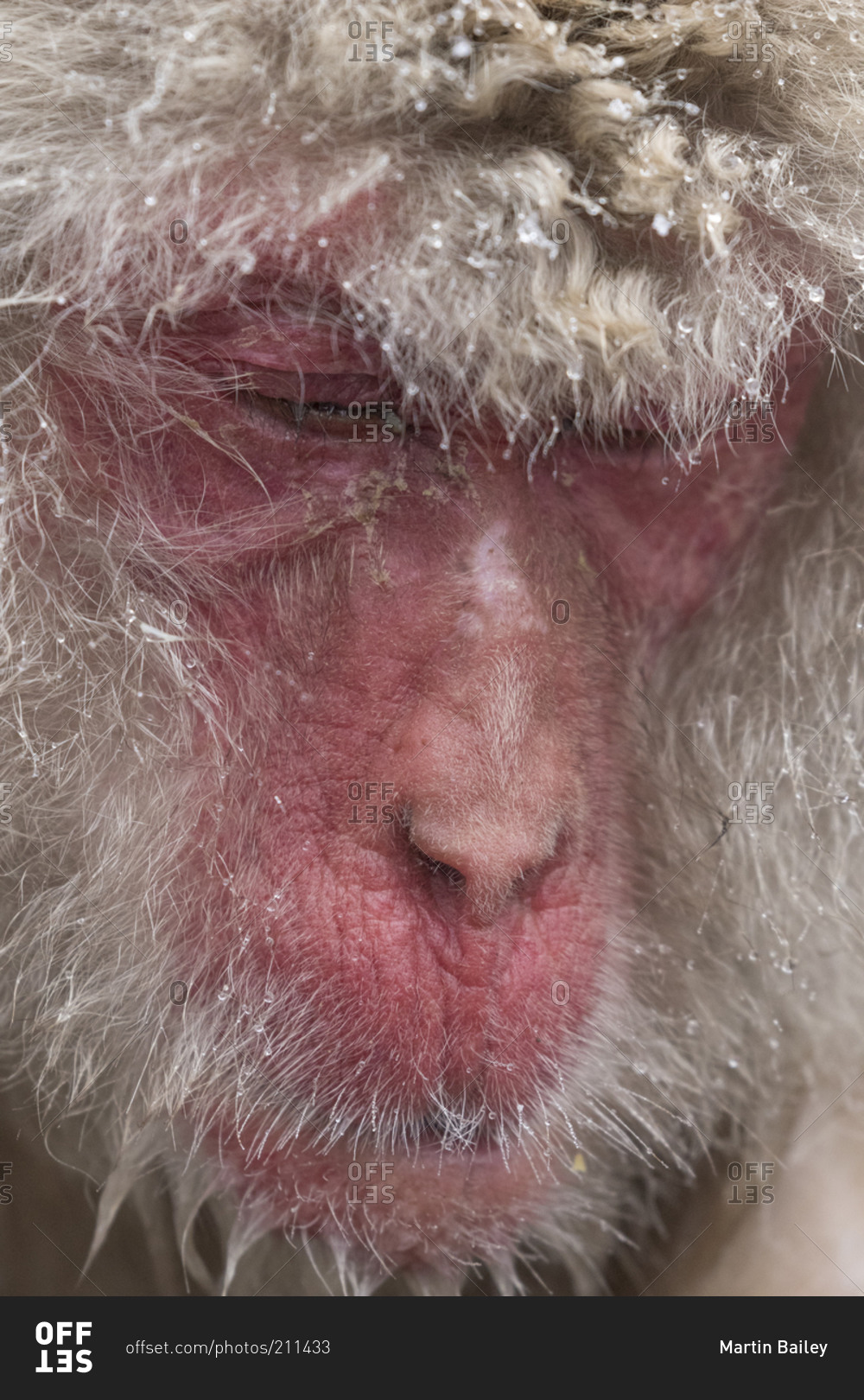 Close up of face of Japanese snow monkey