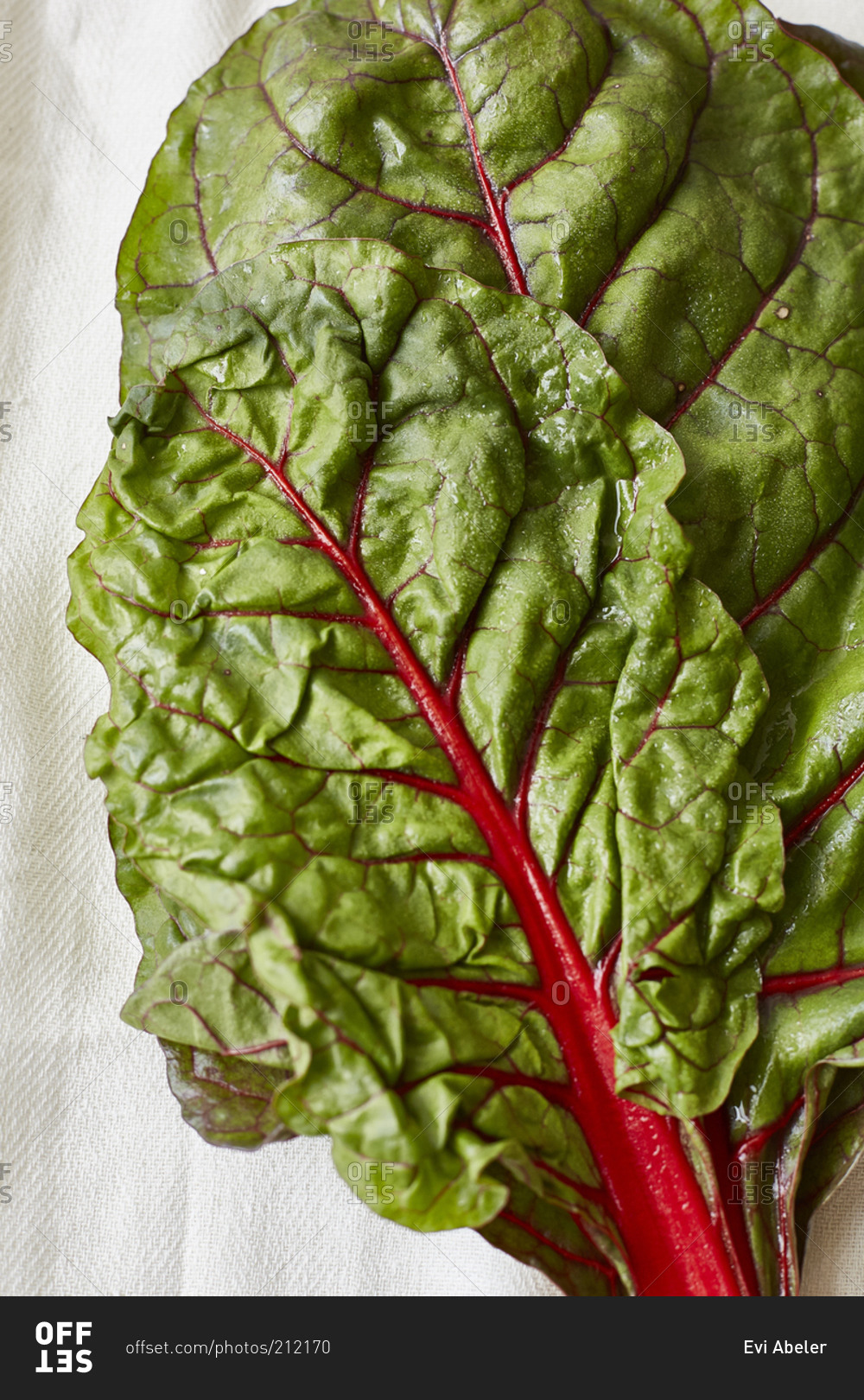 Close up of red chard leaves