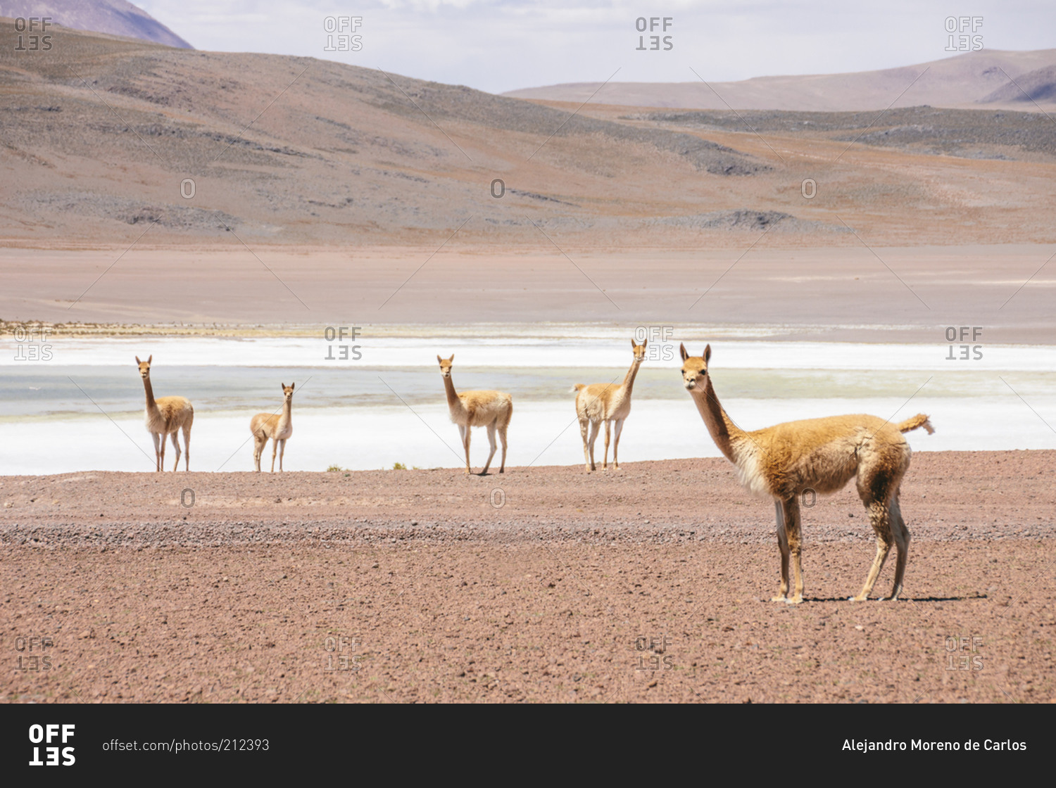 Llamas in Andes, Bolivia, South America