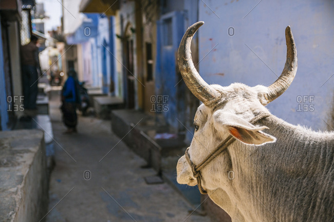Cow standing in alley in Rajasthan, India