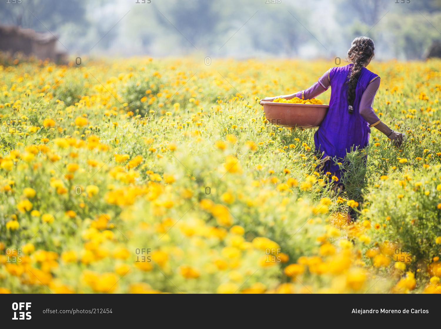 Indian woman carrying basket in flower field