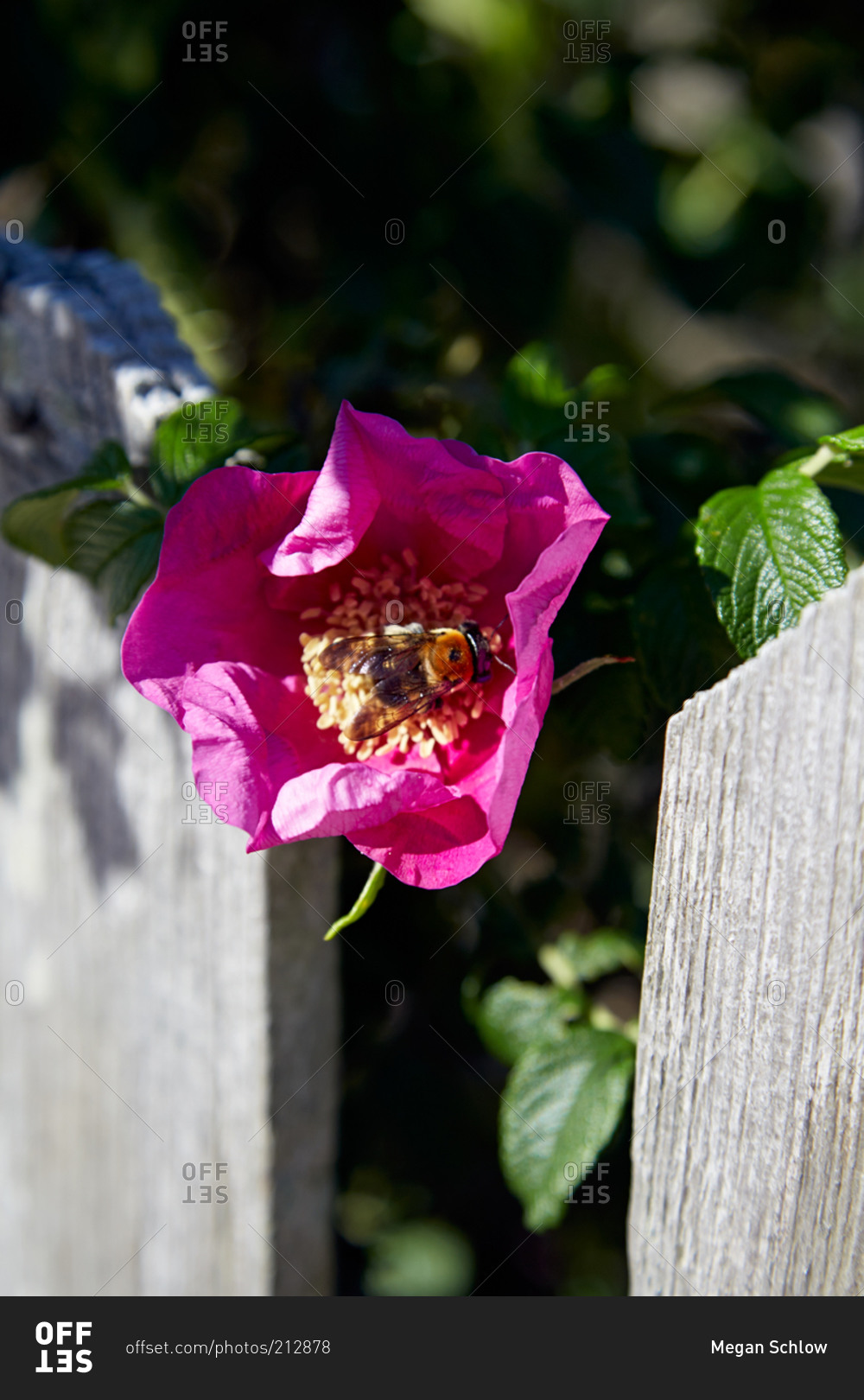 Purple rose being pollinated by bee