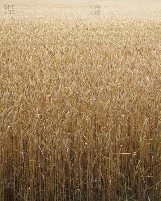A field of yellow wheat