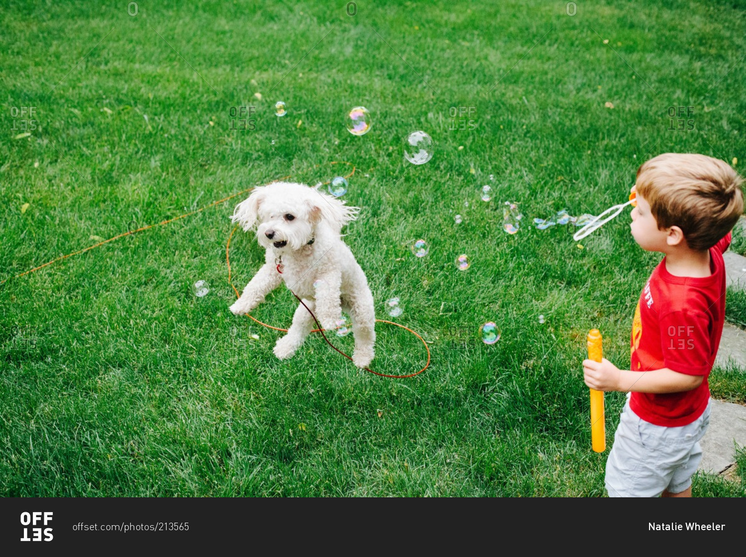 Young boy blowing soap bubbles next to a jumping dog