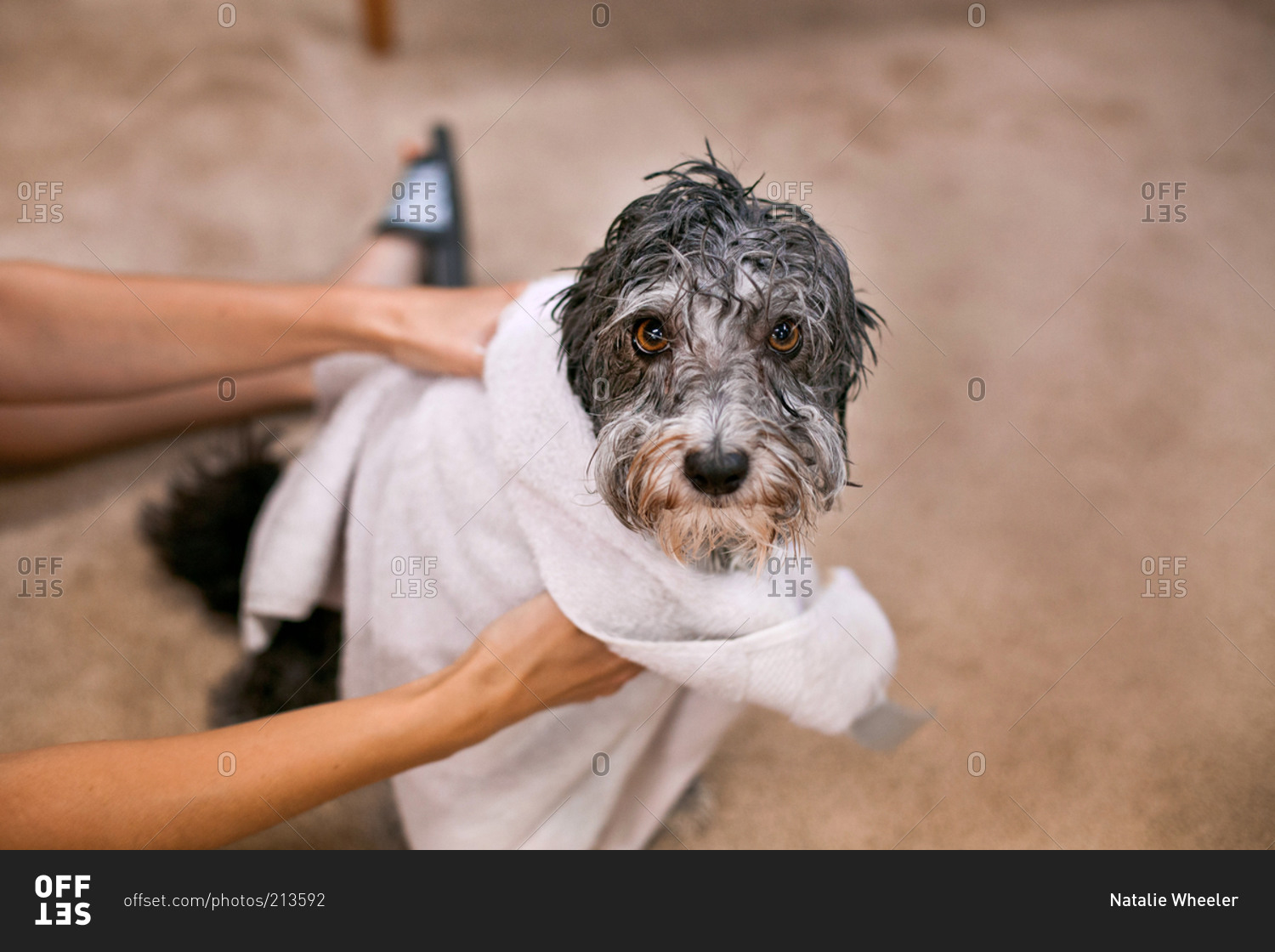 Wet towel 2024 on dog