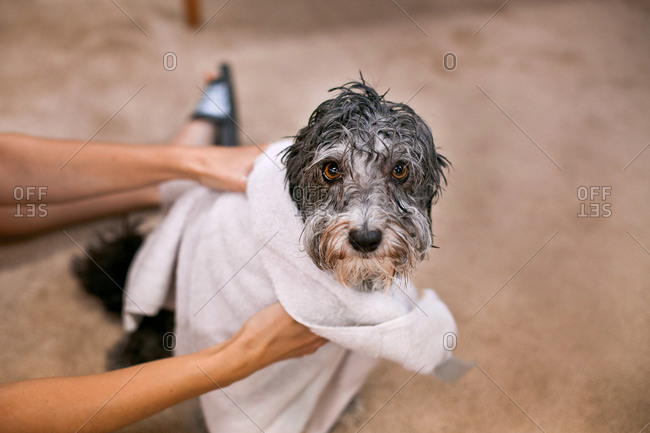 Wet store dog towel