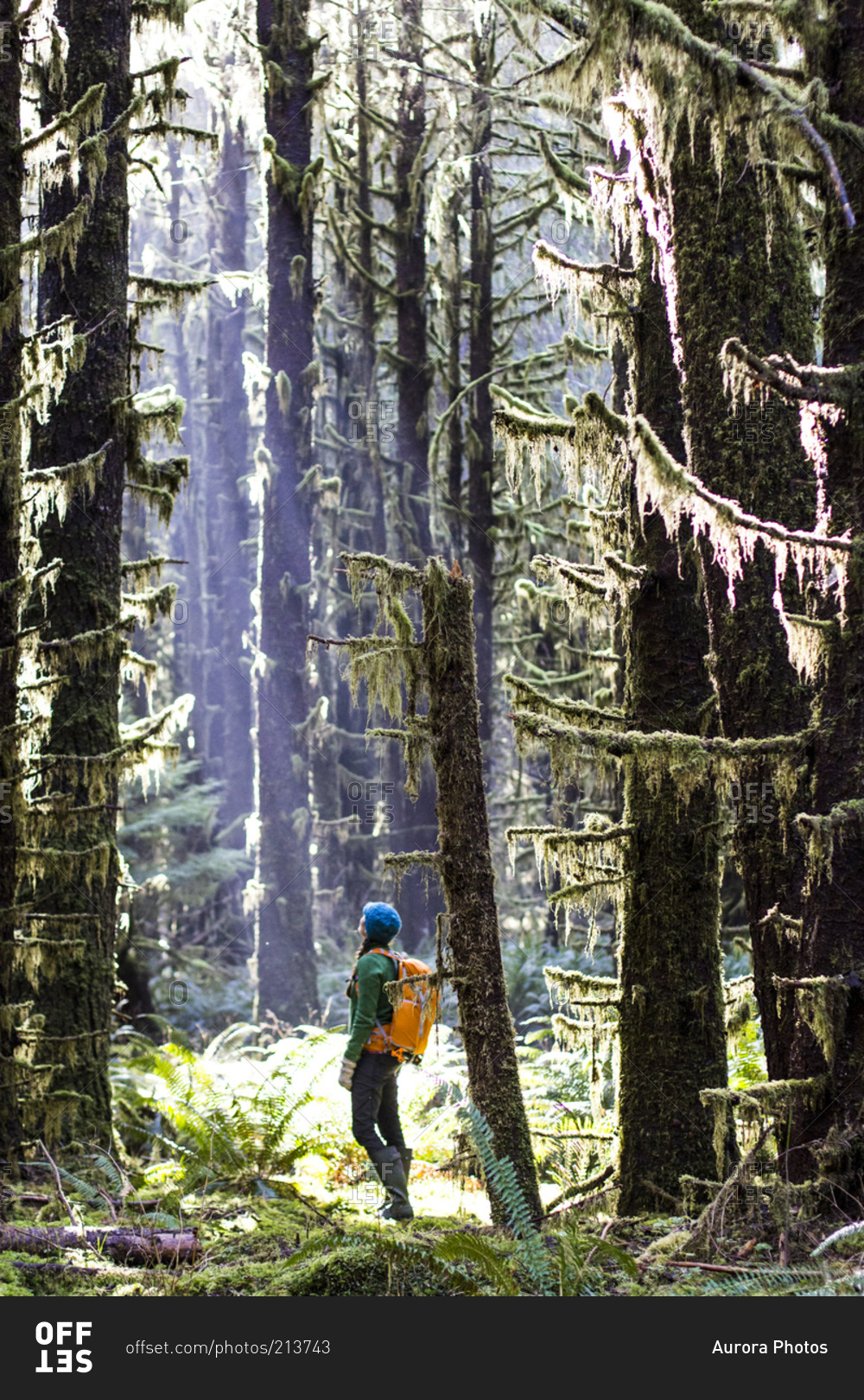 Woman takes a break from hiking to look up into the tall trees of the Hoh Rainforest, WA