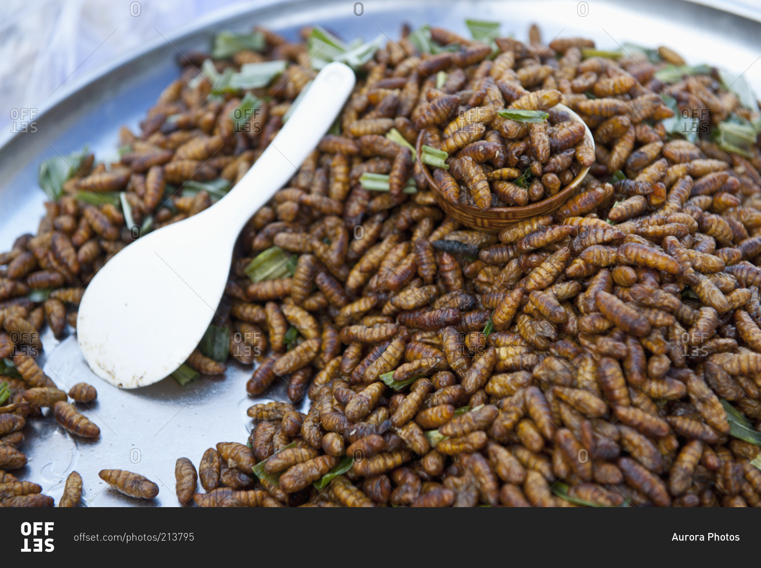 Bamboo worms is a local gourmet food in Thailand