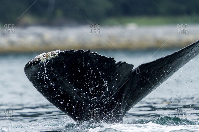 Close-up of a humpback whale tail close to the coast in Juneau, Alaska