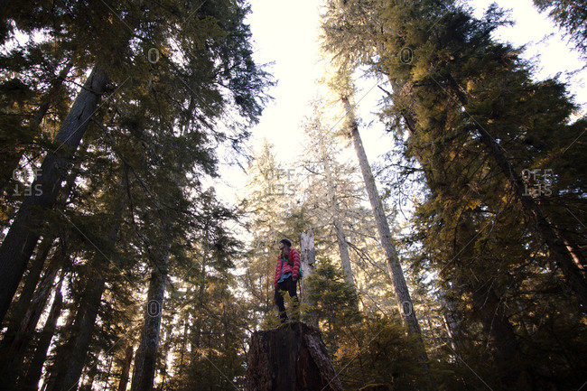 Woman standing on a tree stump amidst towering pine trees