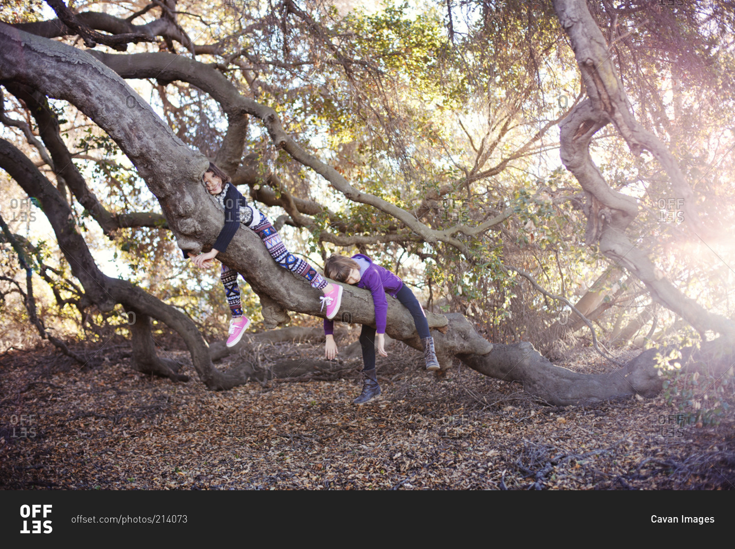 Two girls hanging on branch of live oak tree