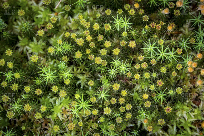 Close up of Common hair cap moss
