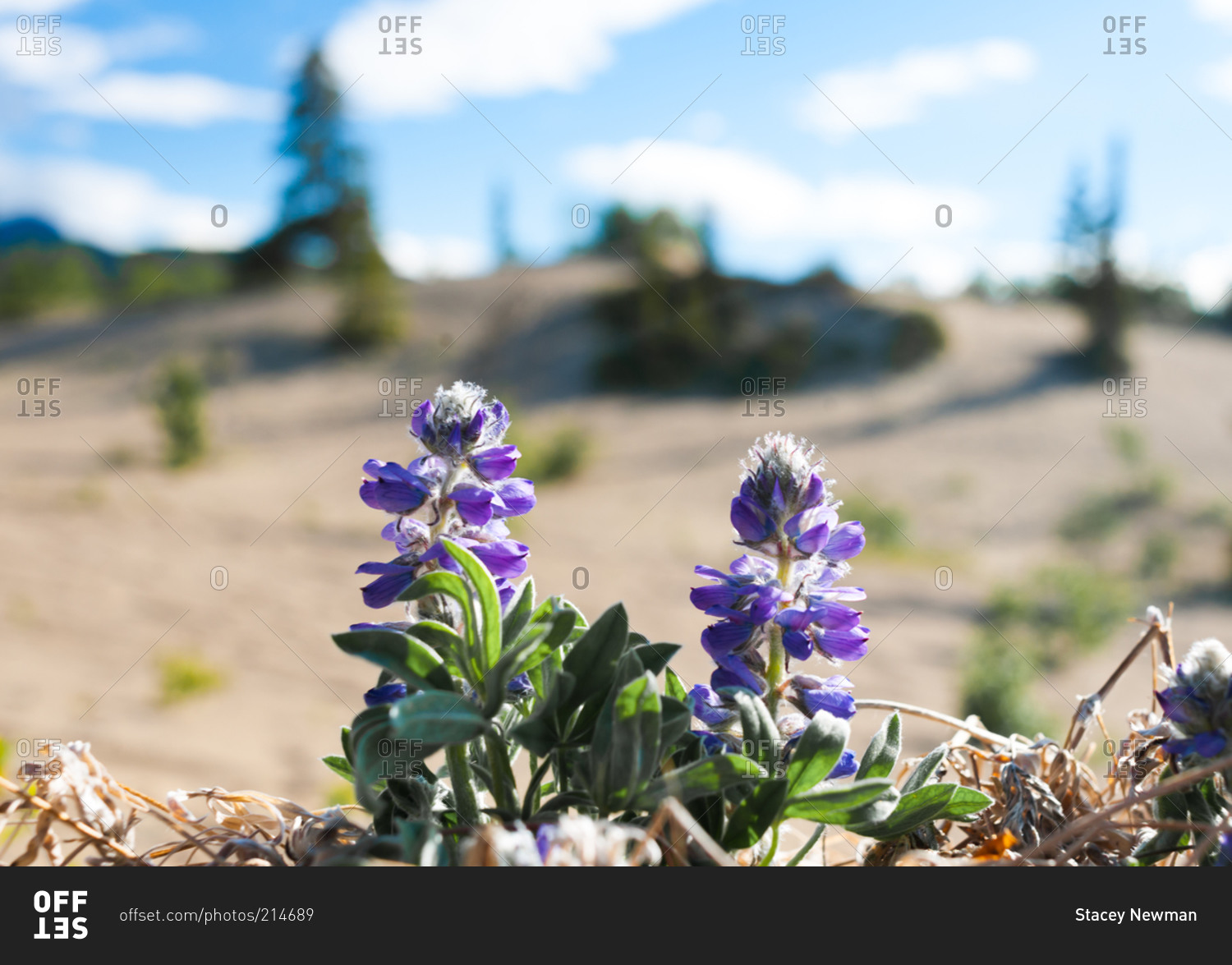 Purple wildflowers growing out sandy soil stock photo OFFSET