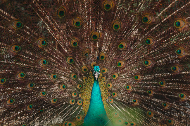 A green peacock spreading its tail