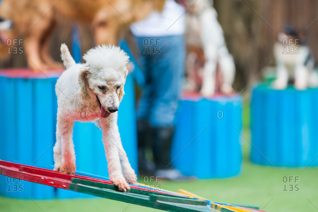 A poodle performs an agility test