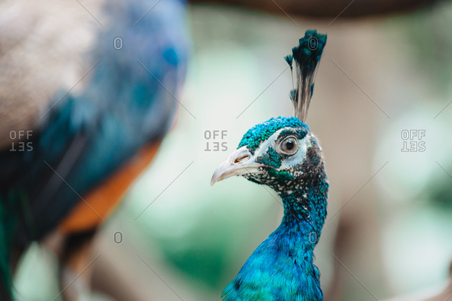 A peacock's blue head - Offset