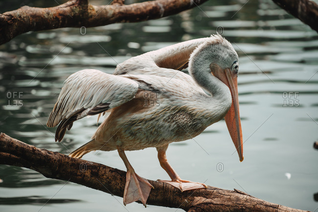 A pelican on a branch
