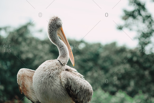 A pelican turning its head