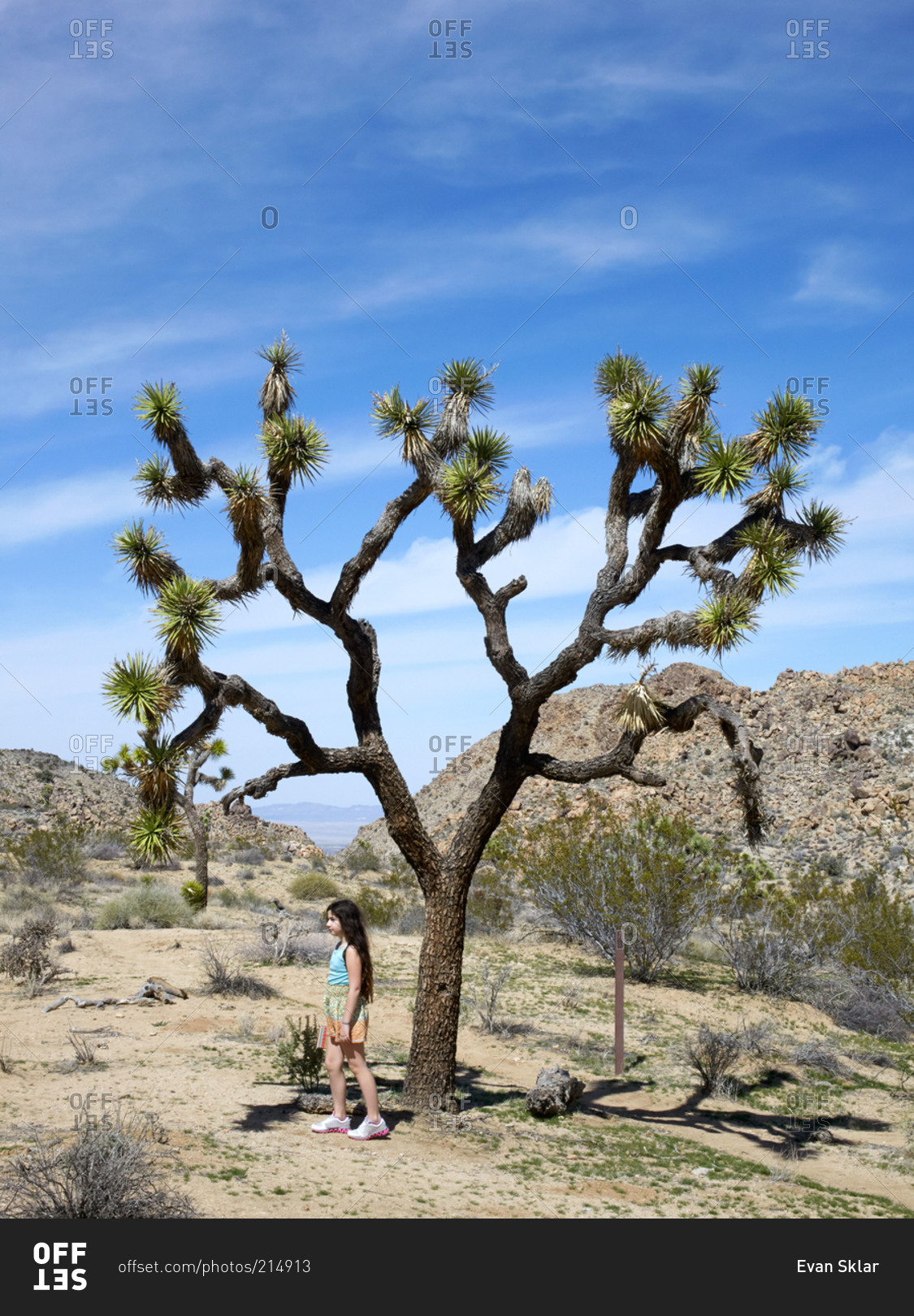 Young girl standing under a Joshua Tree in desert