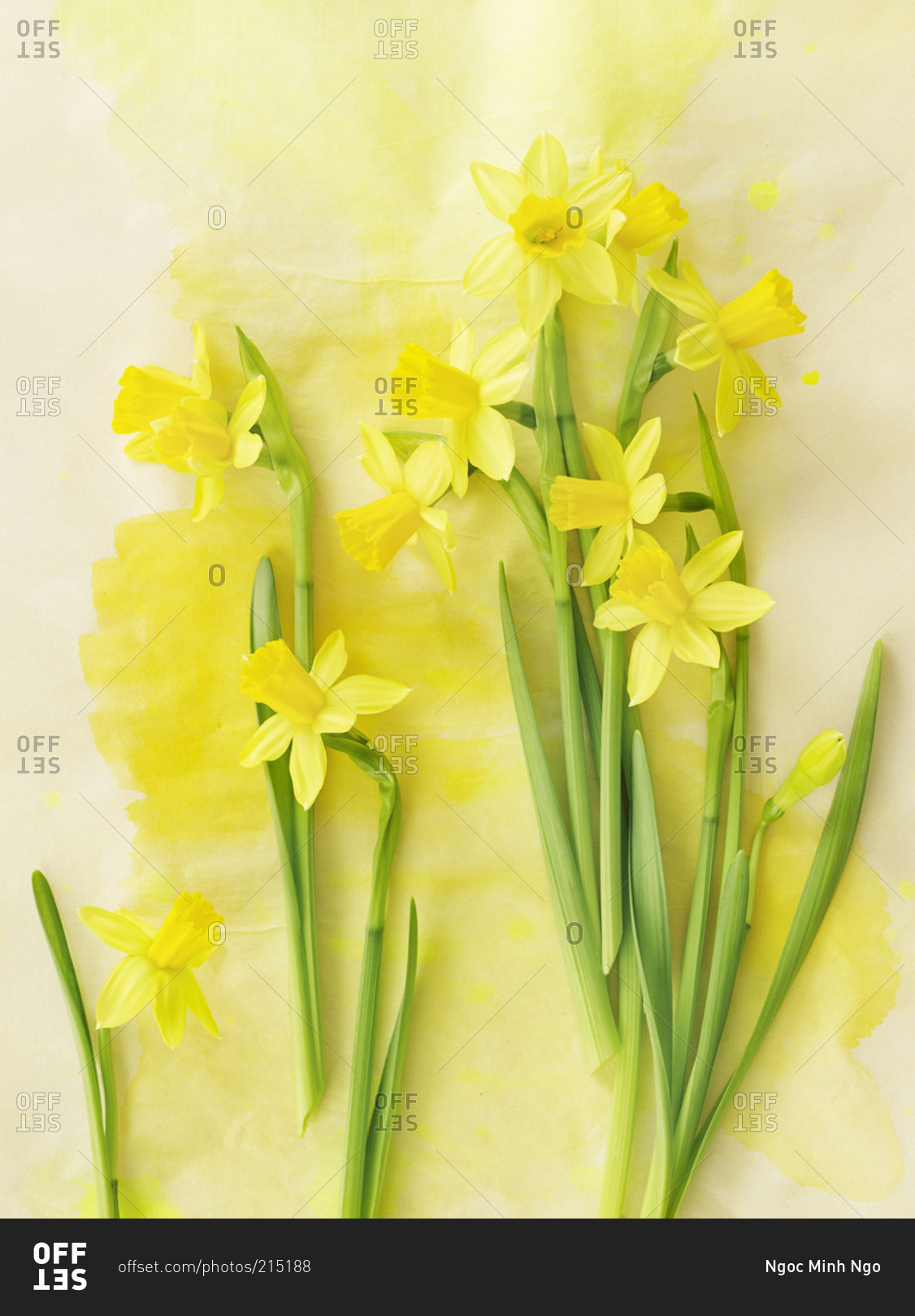 Yellow daffodils on a green background