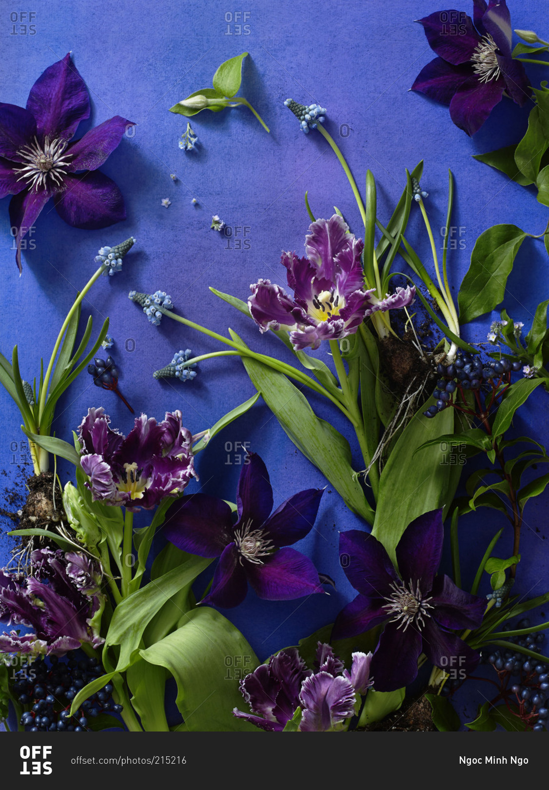Clematis, tulips, muscari on blue background