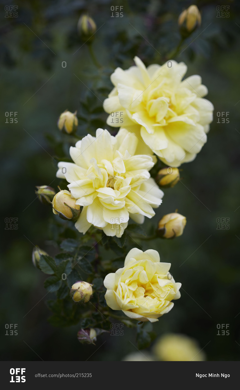 Yellow roses in bloom