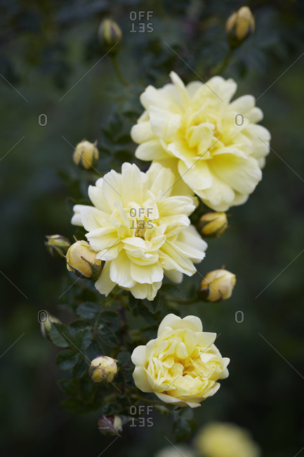 Yellow roses in bloom