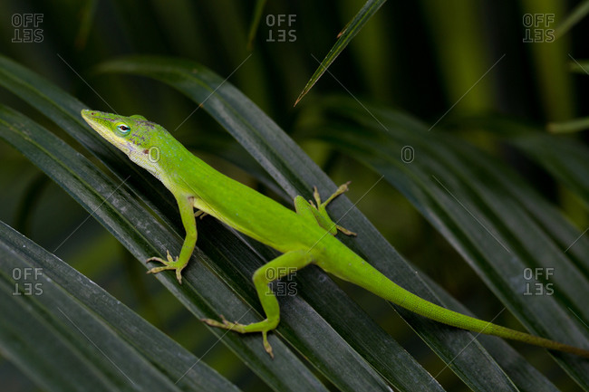 Green lizard on a leaf