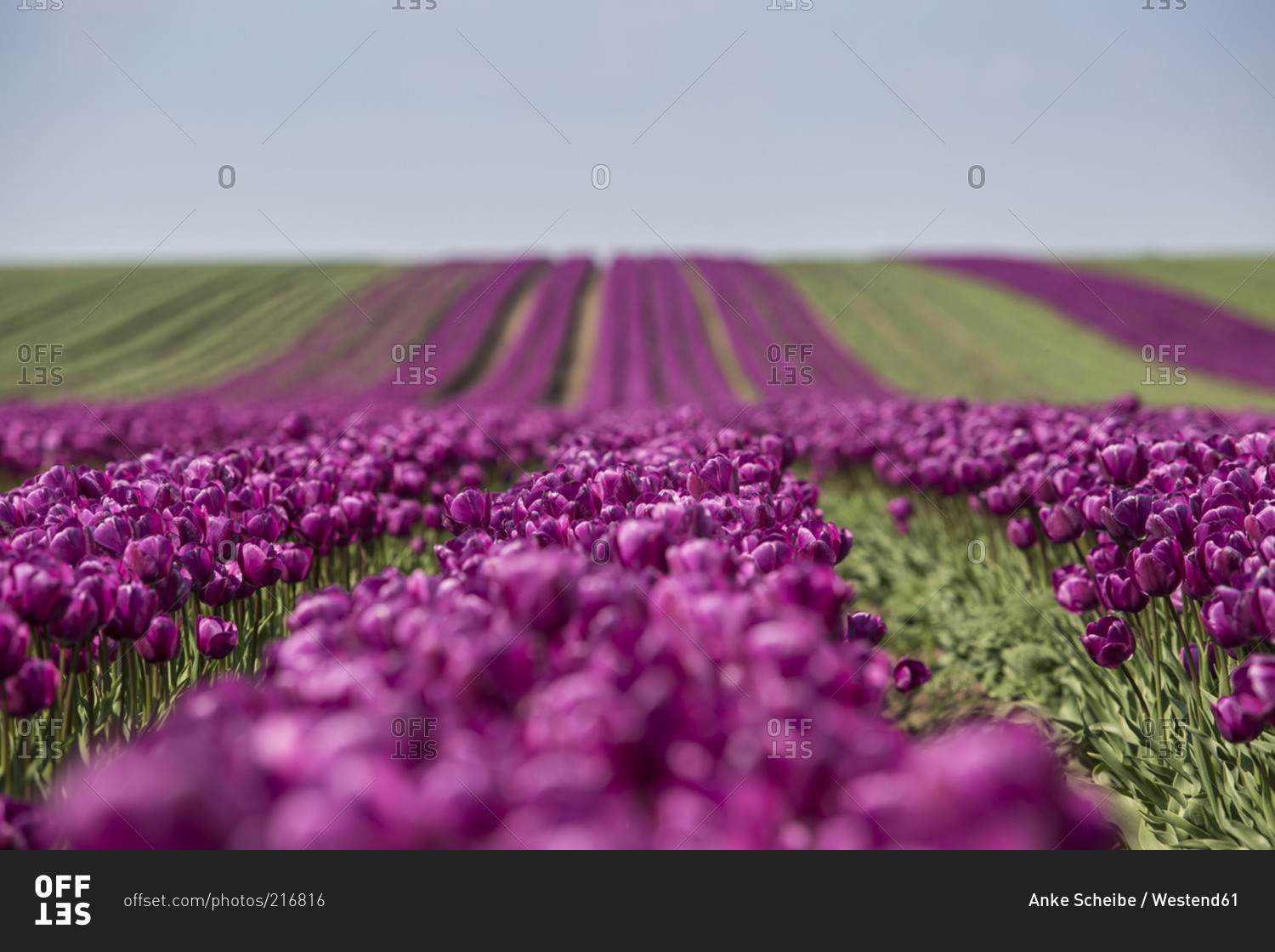Purple tulip fields