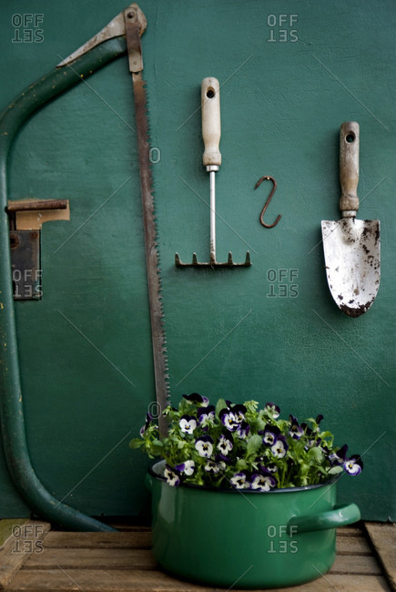 Pansies in enamel pot and gardening tools