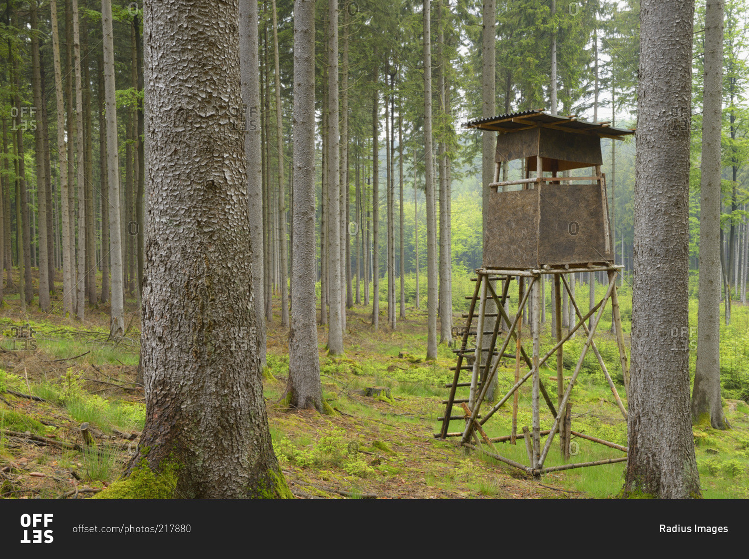 A hunting blind in a spruce forest in Spessart, Bavaria, Germany stock ...