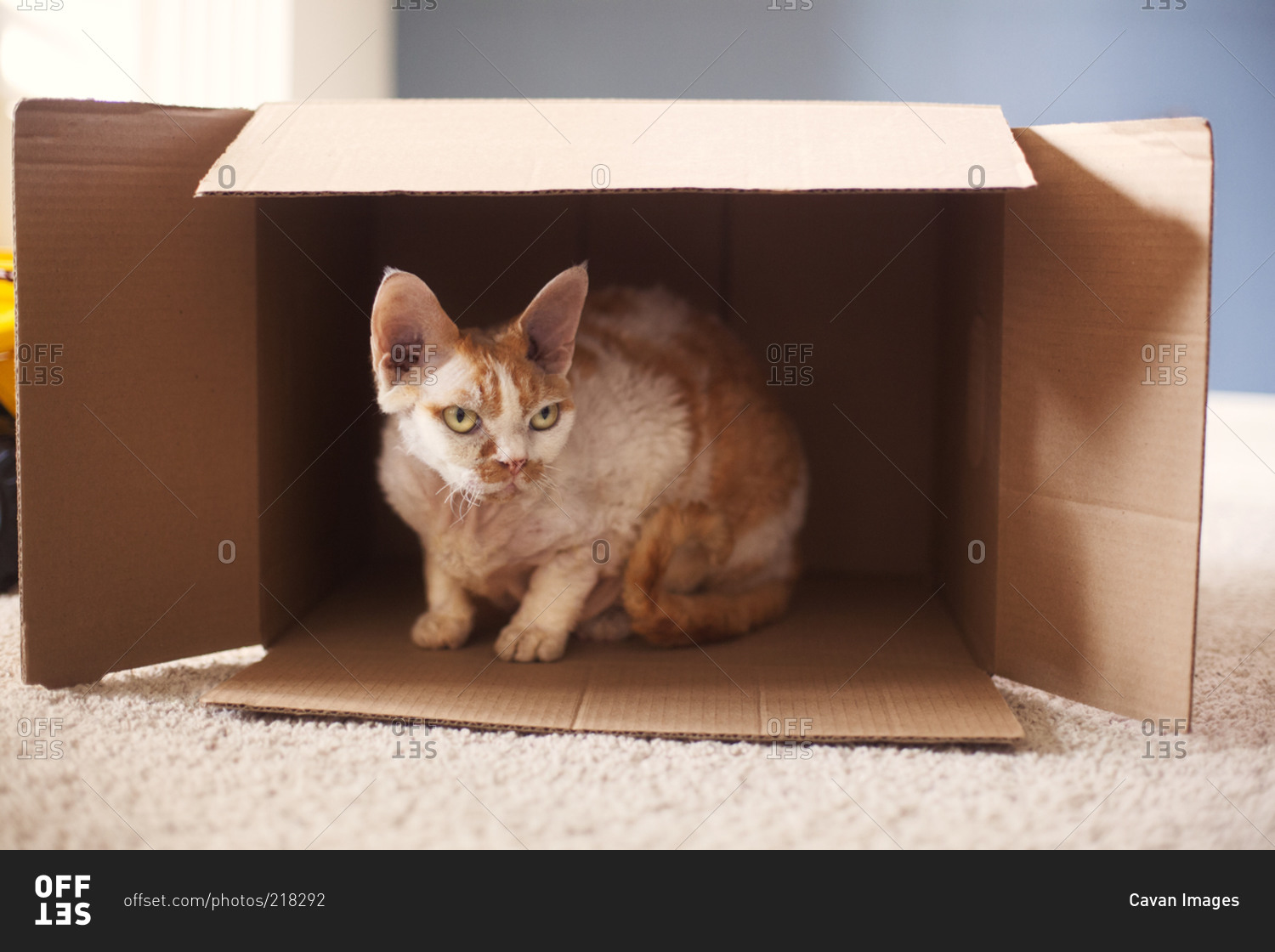 Orange tabby cat sitting in a box