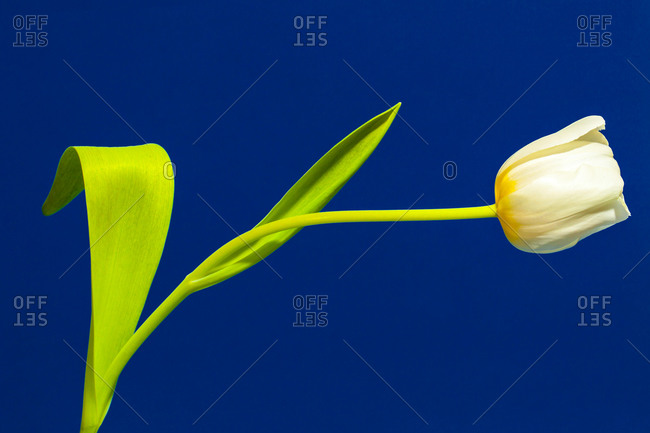 A single white tulip