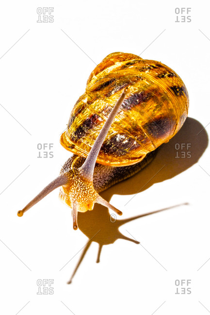 A land snail against a white background