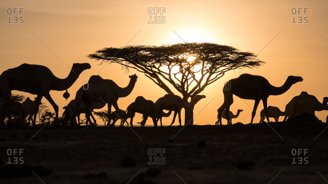 Camel herd walking at sunrise in the Chalbi Desert ...