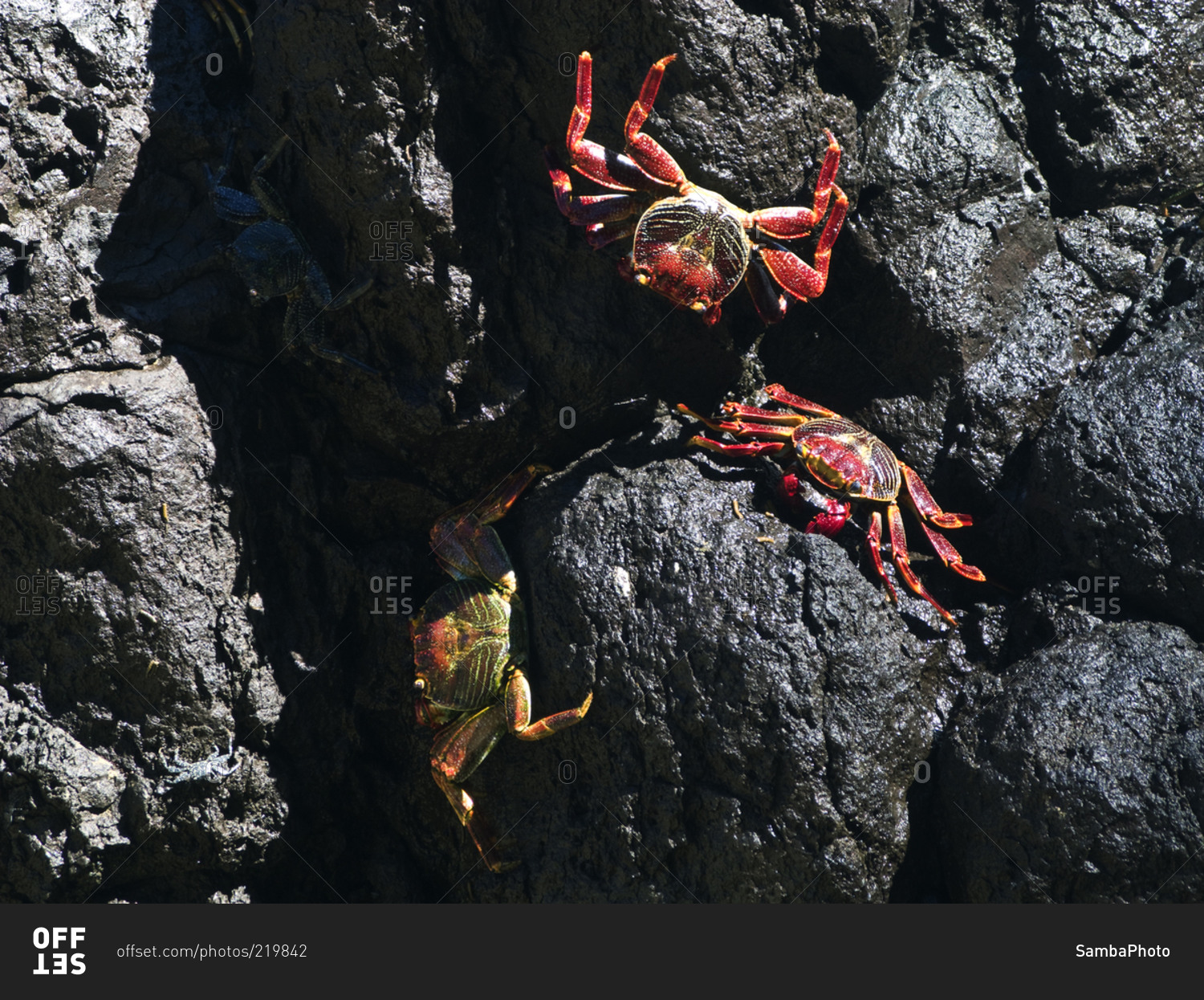 Sally Lightfoot crabs on rocks