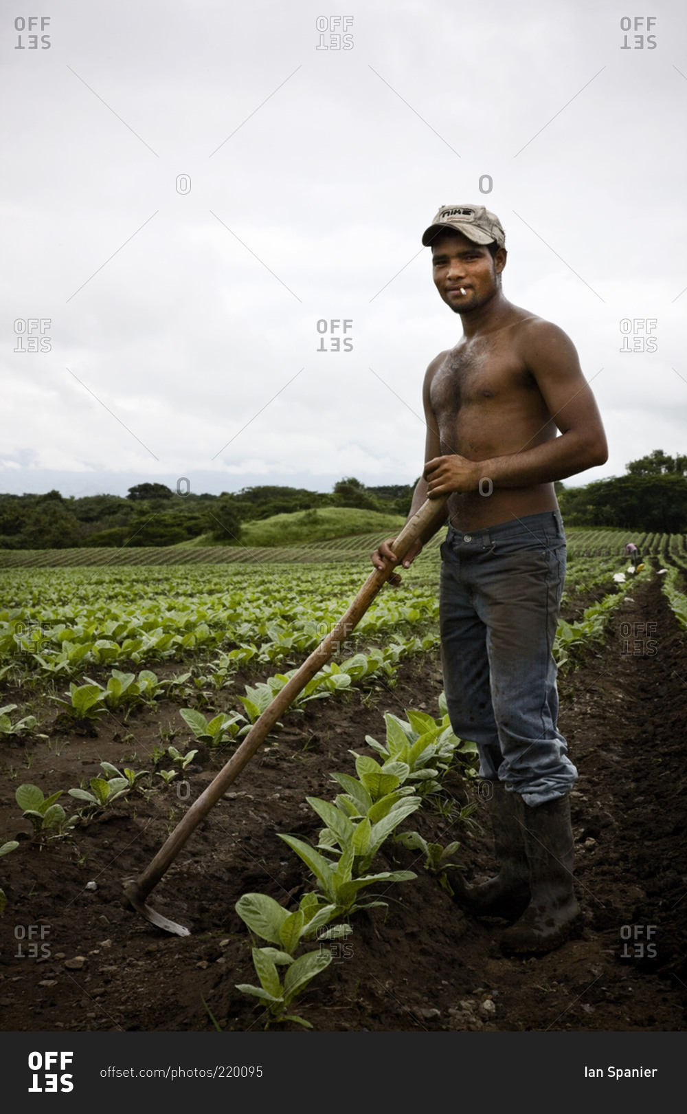 A tobacco field worker pauses in a Jamastran Valley Field, Danli, Honduras