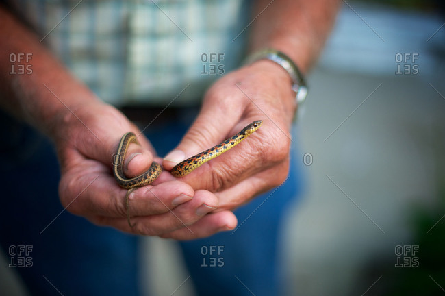 Close up of man holding a small snake