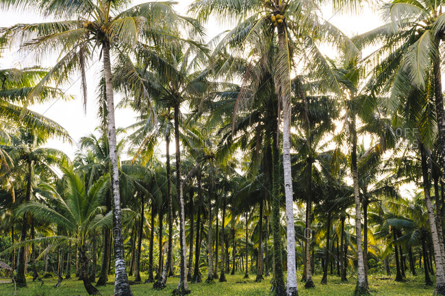 Landscape with coconut palms on Siargao Island