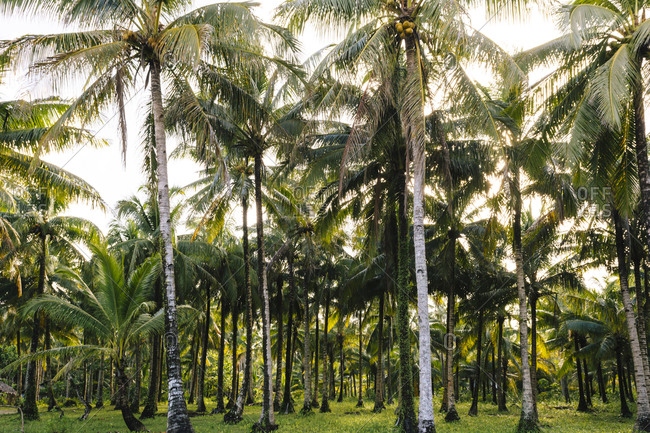 Landscape with coconut palms on Siargao Island stock photo - OFFSET