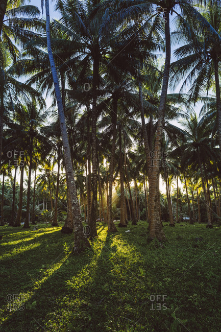 Palm trees casting shadows at sunset on Siargao Island in the Philippines