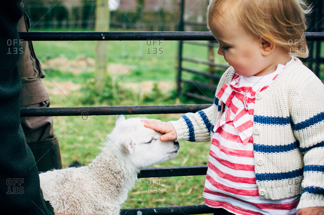 Little girl petting a lamb