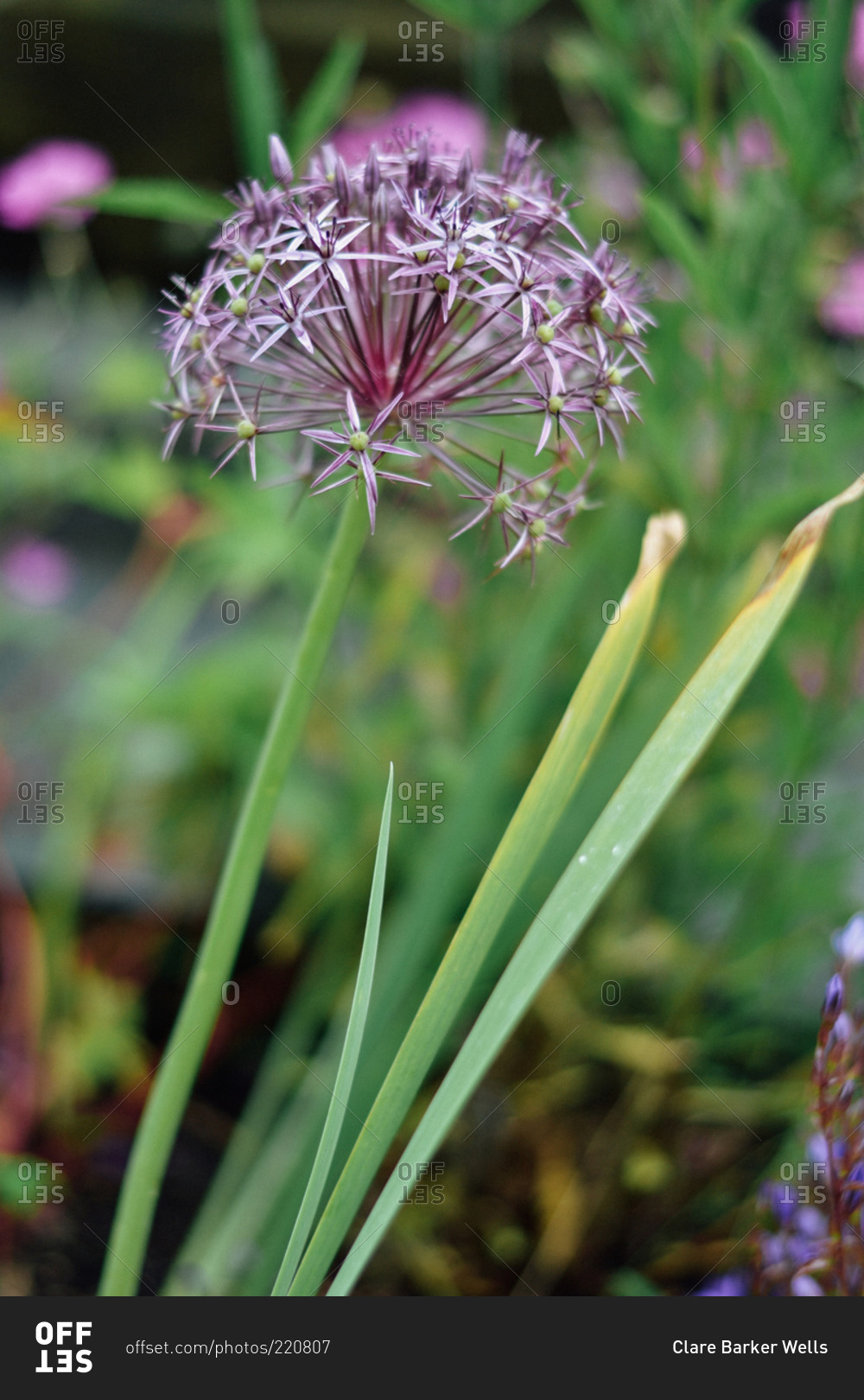 Close up of a giant onion flower