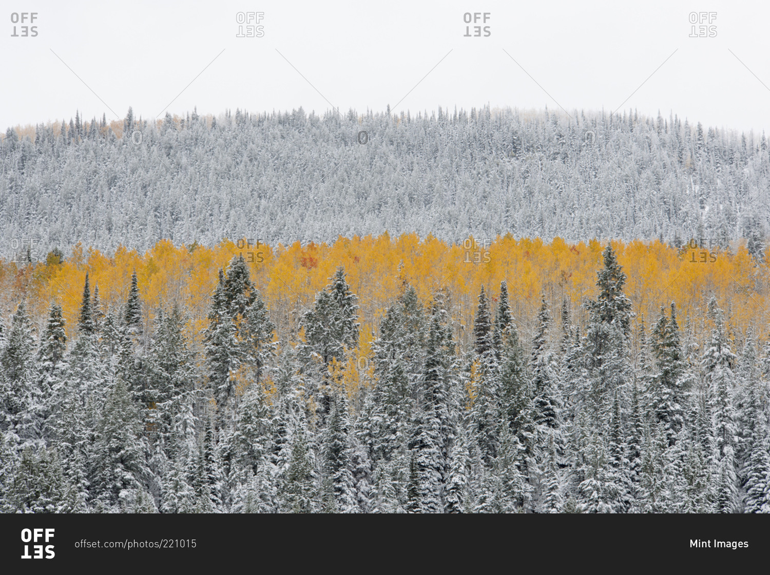 View over aspen forests in autumn, with a layer of vivid orange leaf color against pine trees