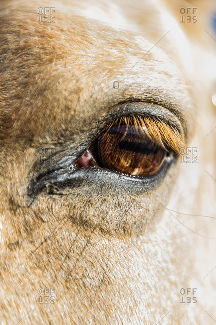 cremello horse eye