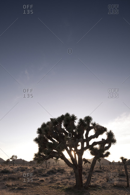 The sun sets behind a Joshua Tree in Joshua Tree National Park, California