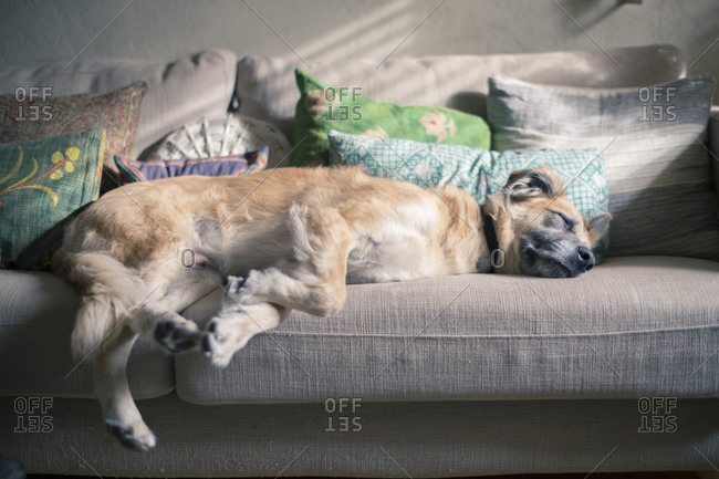 Lie On Couch Stock Photos Offset